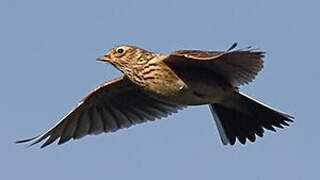 Eurasian Skylark