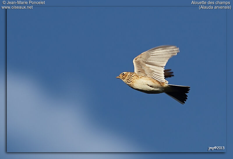 Eurasian Skylark