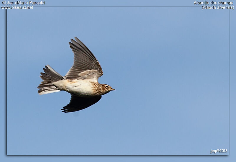 Eurasian Skylark