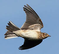 Eurasian Skylark