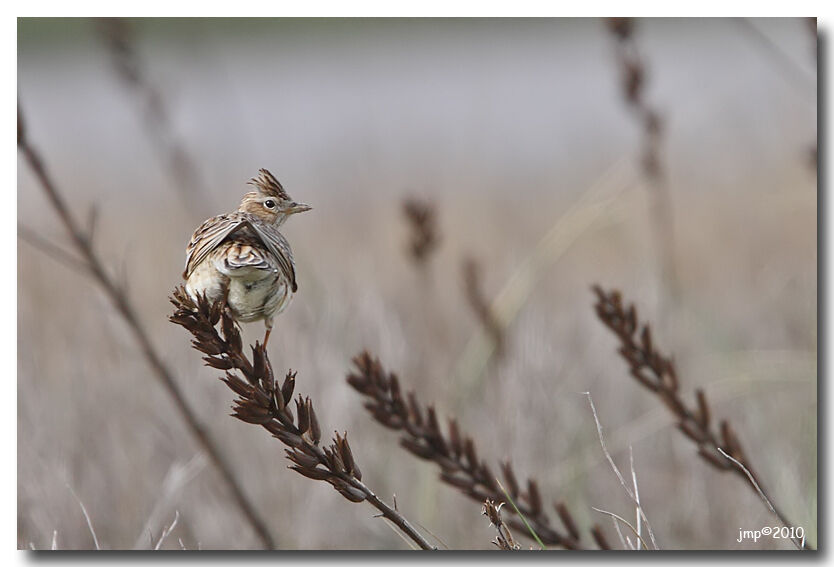 Eurasian Skylark