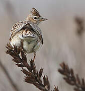 Eurasian Skylark