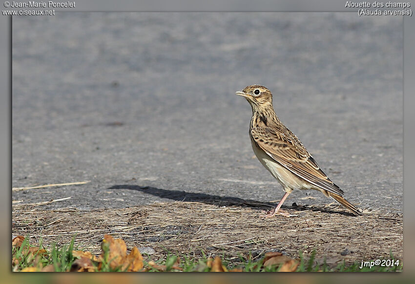 Eurasian Skylark