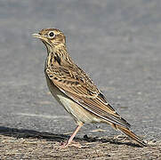 Eurasian Skylark