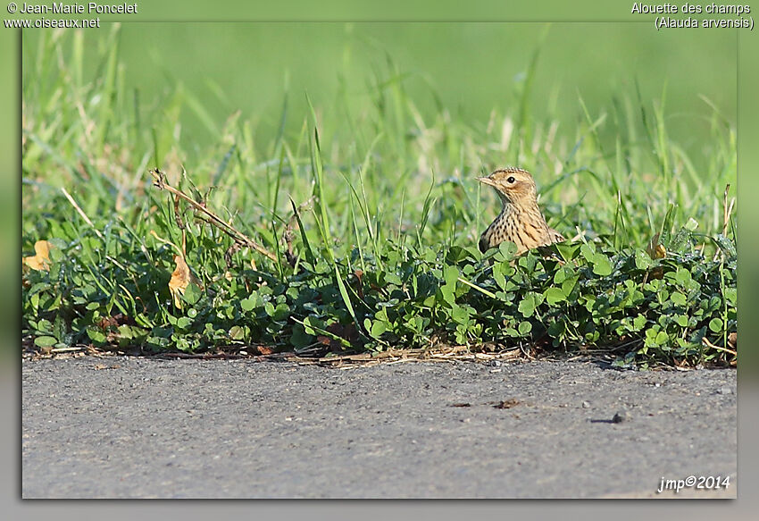 Eurasian Skylark