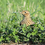 Eurasian Skylark