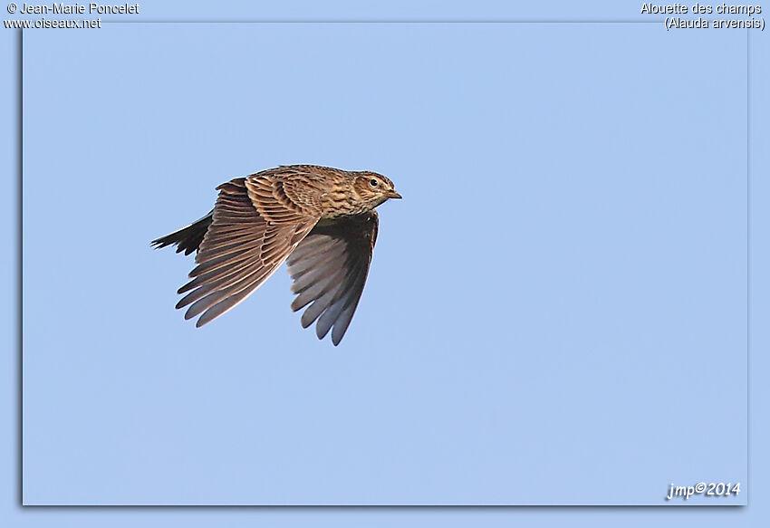 Eurasian Skylark