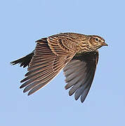 Eurasian Skylark