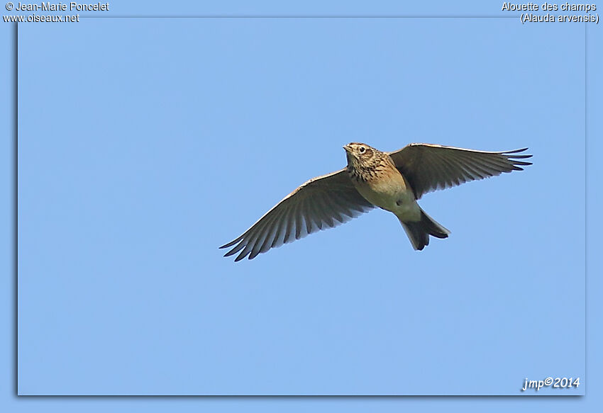 Eurasian Skylark