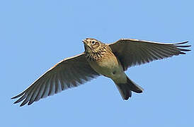 Eurasian Skylark