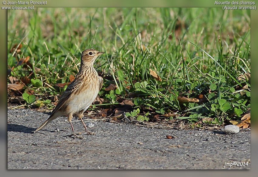 Eurasian Skylark