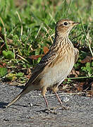 Eurasian Skylark