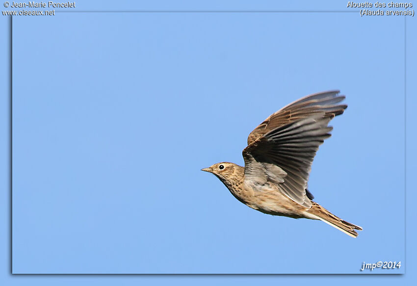 Eurasian Skylark