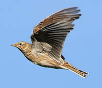 Eurasian Skylark