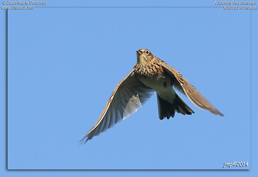 Eurasian Skylark