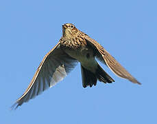 Eurasian Skylark