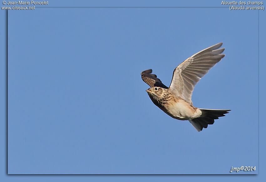 Eurasian Skylark