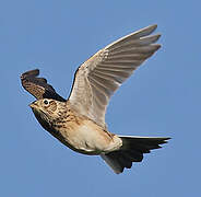 Eurasian Skylark