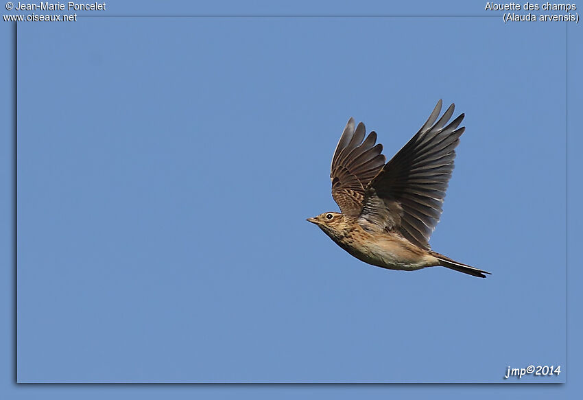 Eurasian Skylark