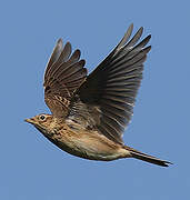 Eurasian Skylark