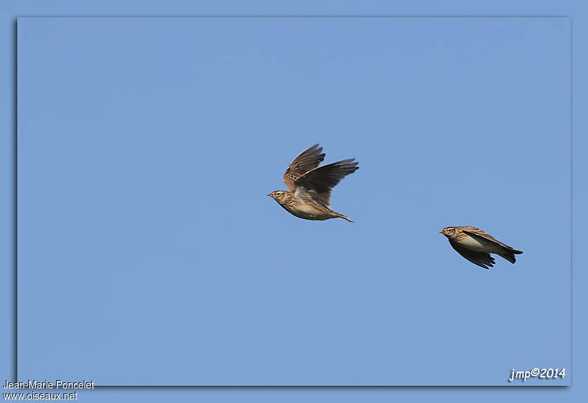 Eurasian Skylark, Flight