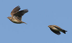Eurasian Skylark