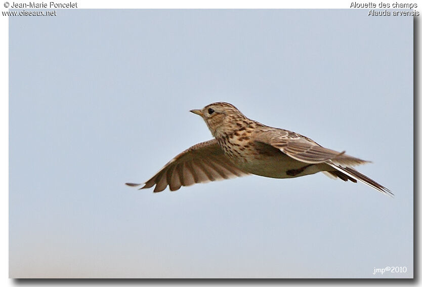 Eurasian Skylark