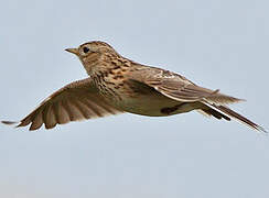 Eurasian Skylark