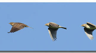 Eurasian Skylark