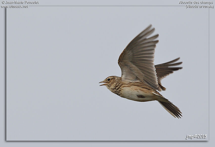 Eurasian Skylark