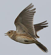 Eurasian Skylark