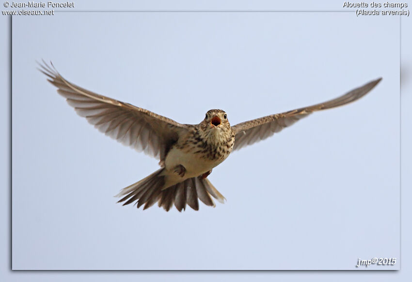 Eurasian Skylark