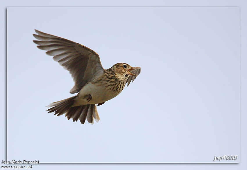 Eurasian Skylark male adult, song