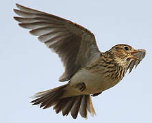 Eurasian Skylark