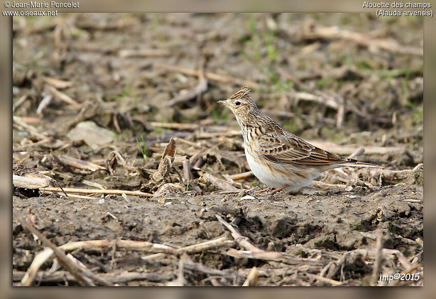 Eurasian Skylark