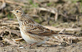 Eurasian Skylark