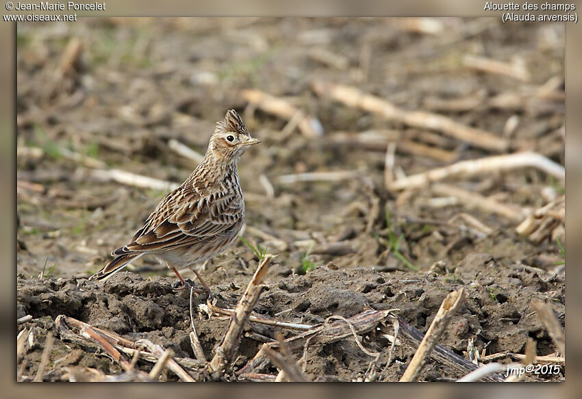Eurasian Skylark