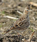 Eurasian Skylark