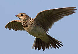 Eurasian Skylark