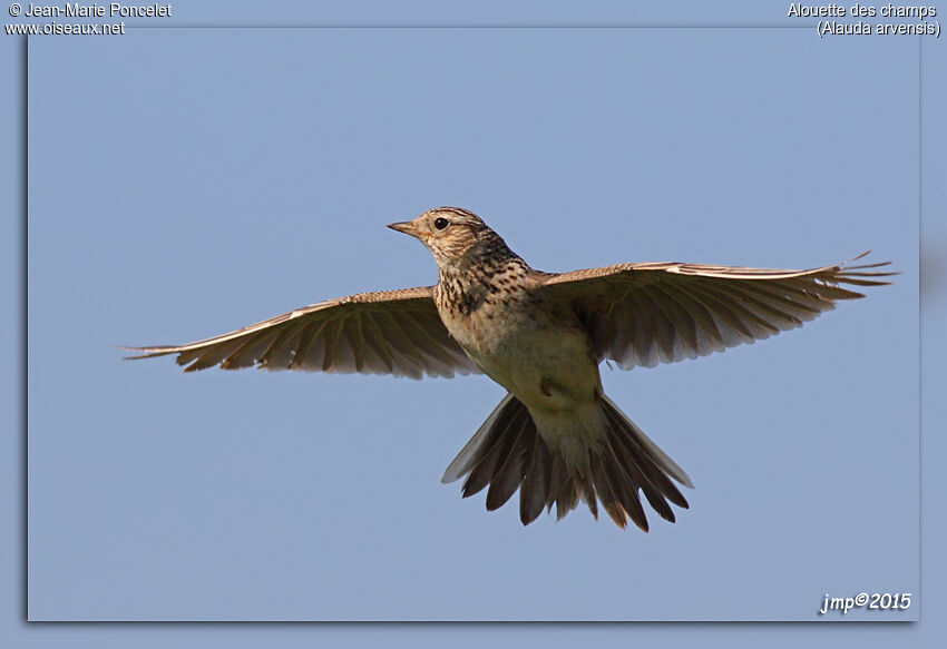 Eurasian Skylark