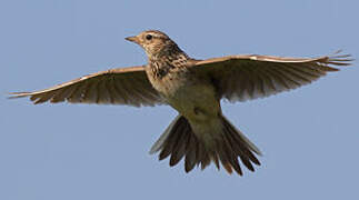 Eurasian Skylark