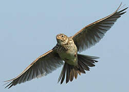 Eurasian Skylark