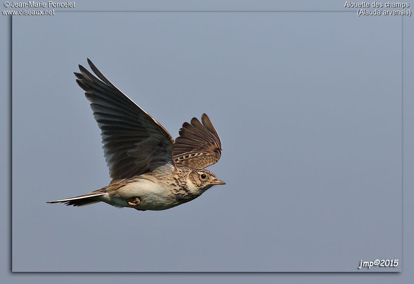 Eurasian Skylark