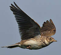 Eurasian Skylark