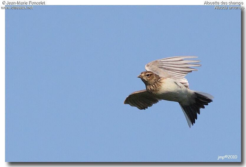 Eurasian Skylark