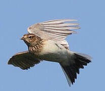 Eurasian Skylark