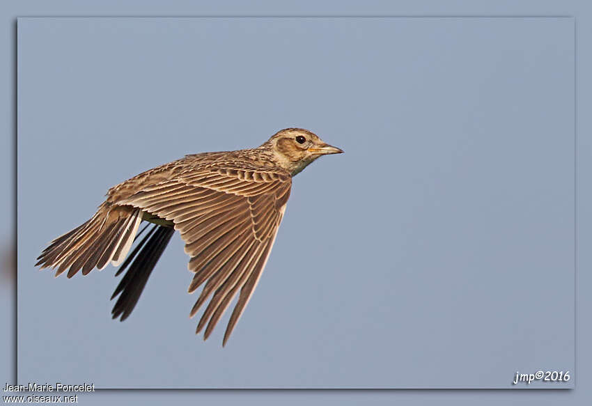 Eurasian Skylarkadult, aspect, pigmentation, Flight