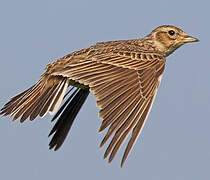 Eurasian Skylark