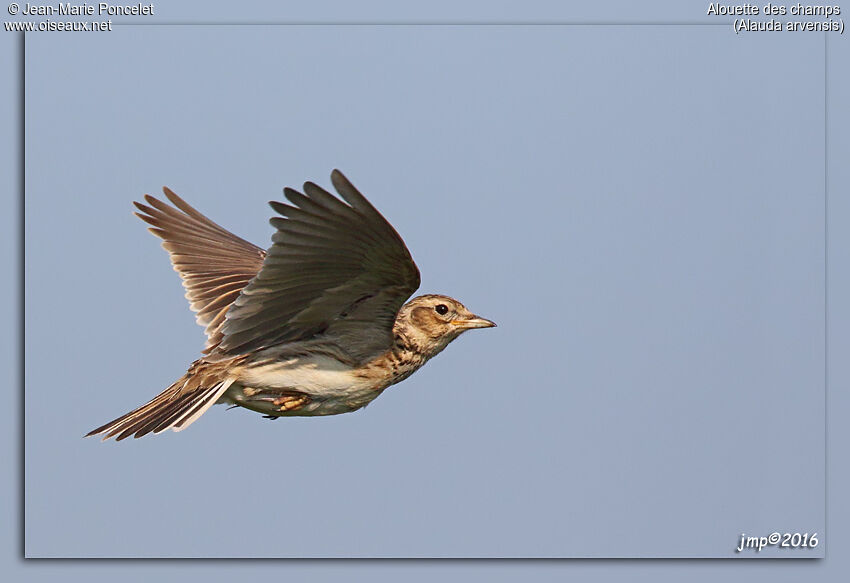 Eurasian Skylark