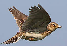 Eurasian Skylark